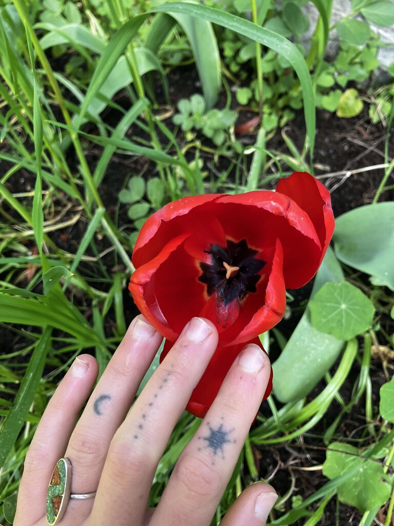 a tattooed hand touching a red poppy. flower